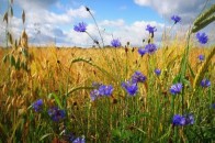 27 червня 2019 – яке сьогодні свято: традиції, заборони і прикмети