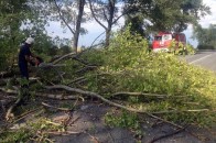 Під час негоди дерево вбило жінку та ще двох відправило до реанімації