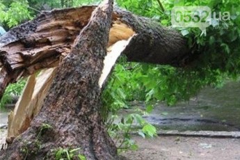 Дивом залишилися живі: дерево придавило трьох дітей (відео)