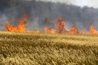 Українські заробітчани голими руками гасили пожежу на посівах зернових культур та в лісі у Польщі (відео)