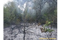 Все у вогні: біля Луцька спалахнула масштабна пожежа (відео, фото)