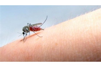 У жінки після укусу комара виявили смертельну хворобу