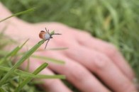 Хвороба Лайма: як виявити бореліоз і чи можна його вилікувати