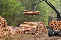 Головні новини Волині 3 серпня: на Волині активісти зафіксували масове розкрадання лісу; у Луцьку чоловік жорстоко побив свого друга через ревнощі