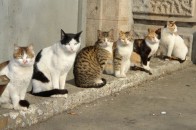 У центрі Луцька безжально потруїли котів
