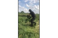 Під Луцьком спалили плантацію коноплі (фото)
