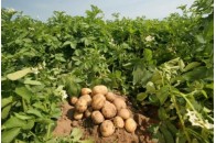 Волинська науковиця розповіла, коли та як правильно збирати картоплю