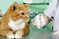 У Луцьку безкоштовно вакцинуватимуть тварин