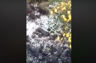 Аномальний град та вітер: Волинню пронеслась буря (відео)
