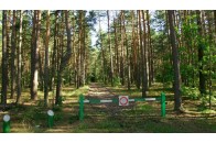 В Україні заборонили відвідувати хвойні ліси: яка причина