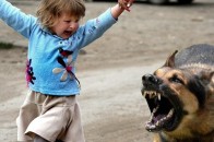 На Волині троє дітей постраждали від укусів собак