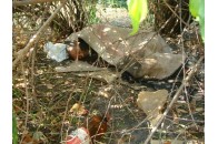 На Волині безхатько оселився під кущами на міському меморіалі Слави