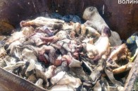 У Луцьку виявили причину смороду: знайшли коров'ячі голови, кістки та шкіри