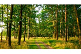 На Волині державі повернули землі лісового фонду вартістю 70 мільйонів гривень