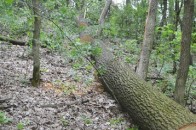 На Волині крадій лісу побив охоронця