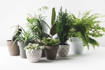 Чому кімнатні рослини не приносять вам користі – пояснюють вчені