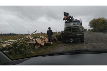 У селі на Волині активісти б’ють на сполох через масову рубку дерев