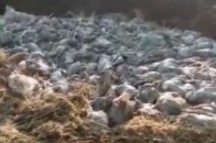 Головні новини Волині 16 листопада: розгорівся скандал через будівництво птахокомплексу; до якого часу лучани зможуть розраховуватись готівкою у…
