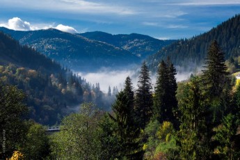 Зеленський підписав закон про заборону вирубки лісів у Карпатах