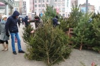 Де та коли у Луцьку можна буде купити новорічні ялинки