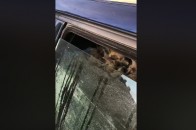 З'явилось шокуюче відео, як на Старий ринок у Луцьку доставляють курятину