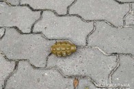 На подвір'я волинянина кинули гранату
