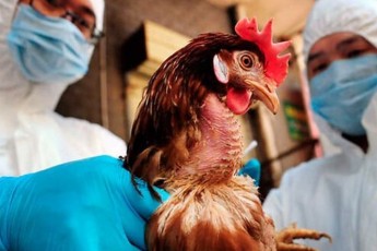 На польських птахофабриках поблизу Волині виявили спалах пташиного грипу