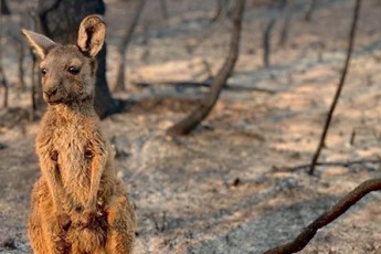 У масштабних пожежах в Австралії загинуло більше 1 мільярда тварин – WWF