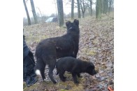 У Луцьку на дереві підвісили собаку та живцем закопали цуценят