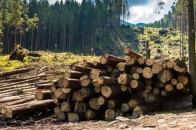 На Волині проведуть масштабний аудит лісгоспів