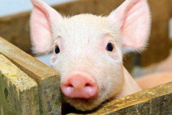На Волині виявили вірус африканської чуми свиней