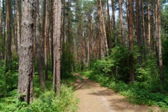 Група українців потайки верталася до Польщі лісом за 350 євро з кожного