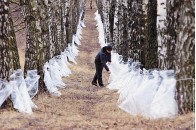 На Волині стартував сезон збору березового соку: 400 тонн – експортують (відео)