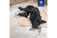 У Луцьку поліцейські врятували двох собак (відео)