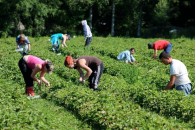Польща знайшла спосіб, як забрати заробітчан з України