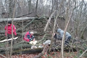 На Волині у лісі дерево насмерть забило чоловіка