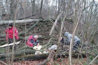 На Волині у лісі дерево насмерть забило чоловіка
