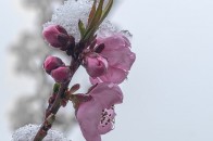 Волинян попереджають про сильні заморозки