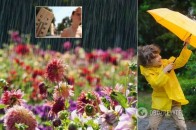 До +30 і дощі: якою буде погода на початку літа