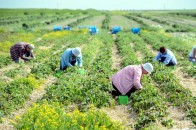 Польща відмовилася від карантину для українських заробітчан