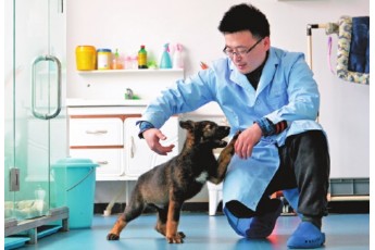 Шокуюче дослідження: собаки не гірше ПЛР-тестів можуть розпізнати інфікованих коронавірусом