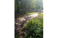 Лучани скаржаться на знищені пішохідні доріжки та сухі дерева