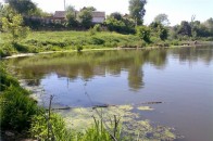 У луцьких ставках − масово гине риба