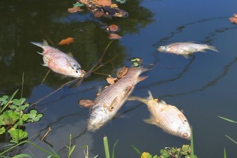 У Луцьку спеціалісти назвали причину масової загибелі риби у ставках