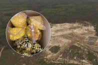 Україна вперше продала право добувати бурштин: хто і за скільки купив