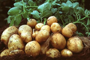 Сунуть аномальні спеки, більше не ростиме картопля: стало відомо про глобальні погодні зміни