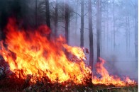 У лісництві волинянин спричинив масштабну пожежу: вигоріло більше гектара лісу