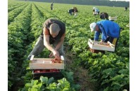 Українські заробітчани масово захворіли у Польщі на коронавірус: зафіксовано рекордний щоденний показник з початку пандемії