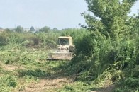 На полях луцького заводу знищують коноплю (фото)