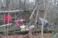 На Волині дерево забило чоловіка